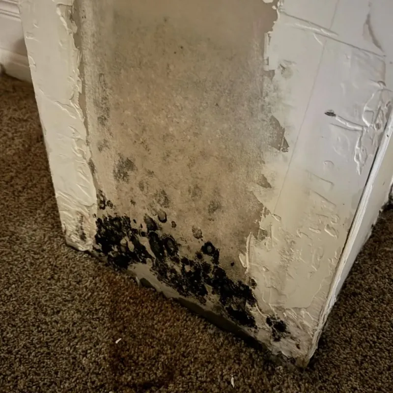 Professional Mold Removal in Wayne, WV